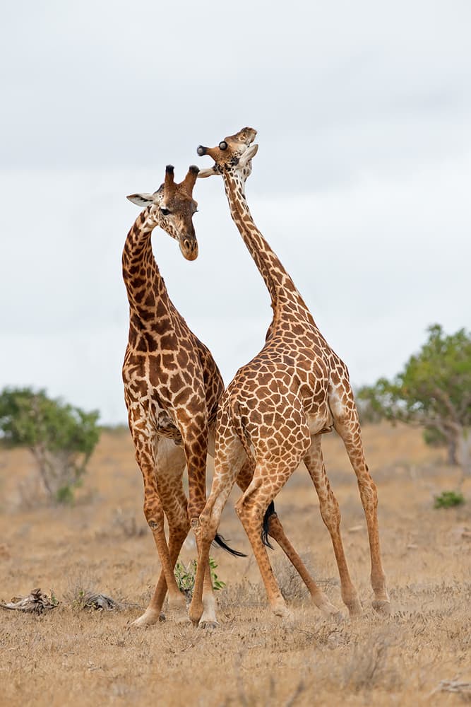 Wild Giraffes Necking by Marco Pozzi — canvas wall art