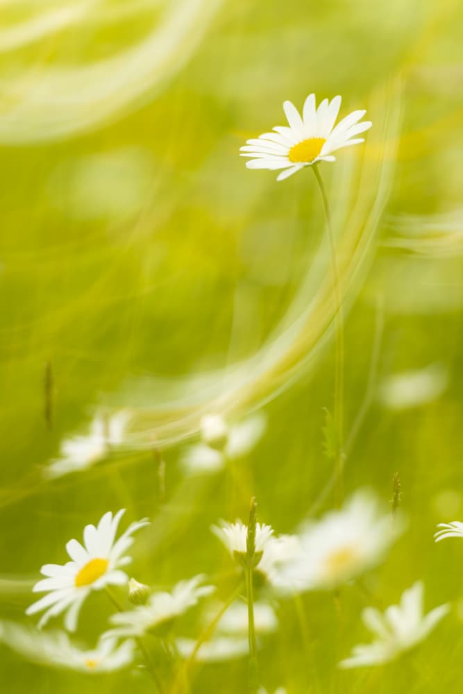 Daisies by Stefan Hefele — canvas wall art