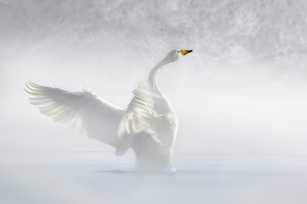 Ethereal Winter Swan by Olga Rudchenko — canvas wall art