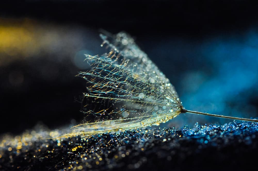 Luminous Dandelion Seed by Ivelina Blagoeva — canvas wall art