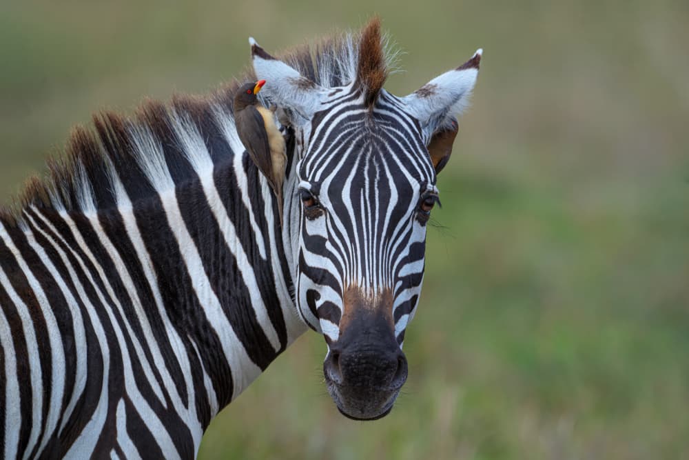 African Zebra Portrait by Tracy — canvas wall art