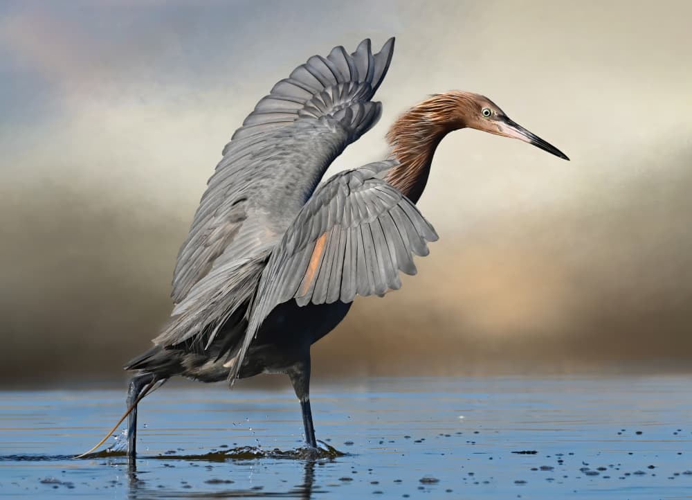 Reddish Egret Spreads Wings by Jane Lyons — canvas wall art