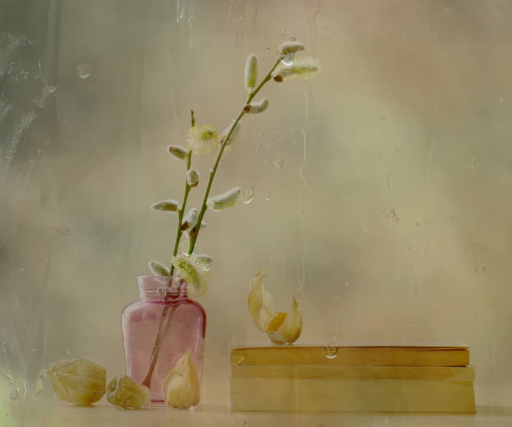 Pussy Willow and Rain by Delphine Devos — canvas wall art