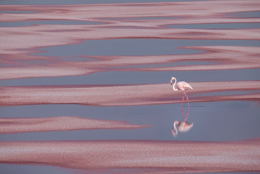Pink Flamingo Reflection by Madison — canvas wall art