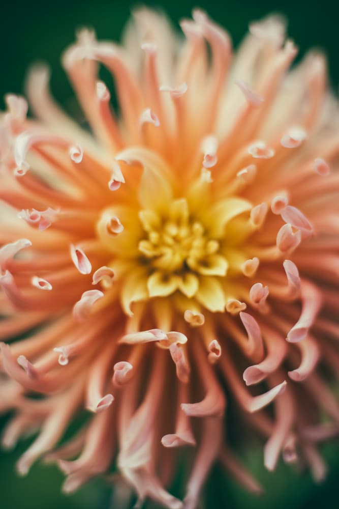 Golden Heart Dahlia by Javier Pardina — canvas wall art