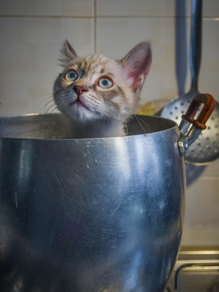 Kitten In A Pot by Alessandro Traverso — canvas wall art