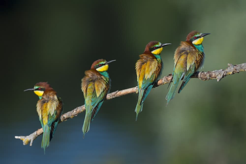 Four Vibrant Bee-eaters by Marco Pozzi — canvas wall art