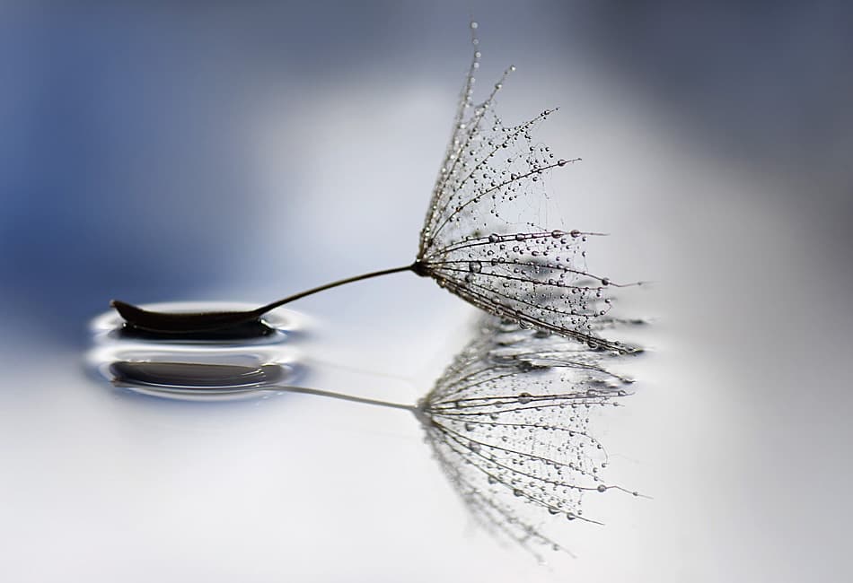 Dandelion Seed Reflection by Ylva Sjögren — canvas wall art
