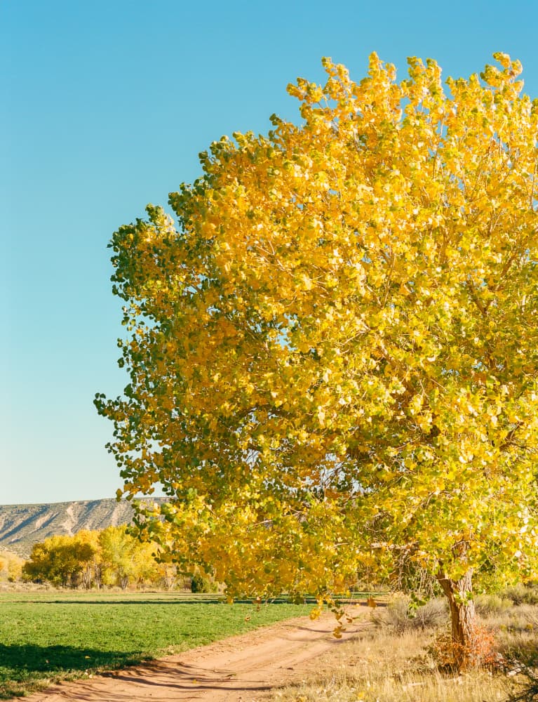 Golden Autumn Path by Bethany Young — canvas wall art