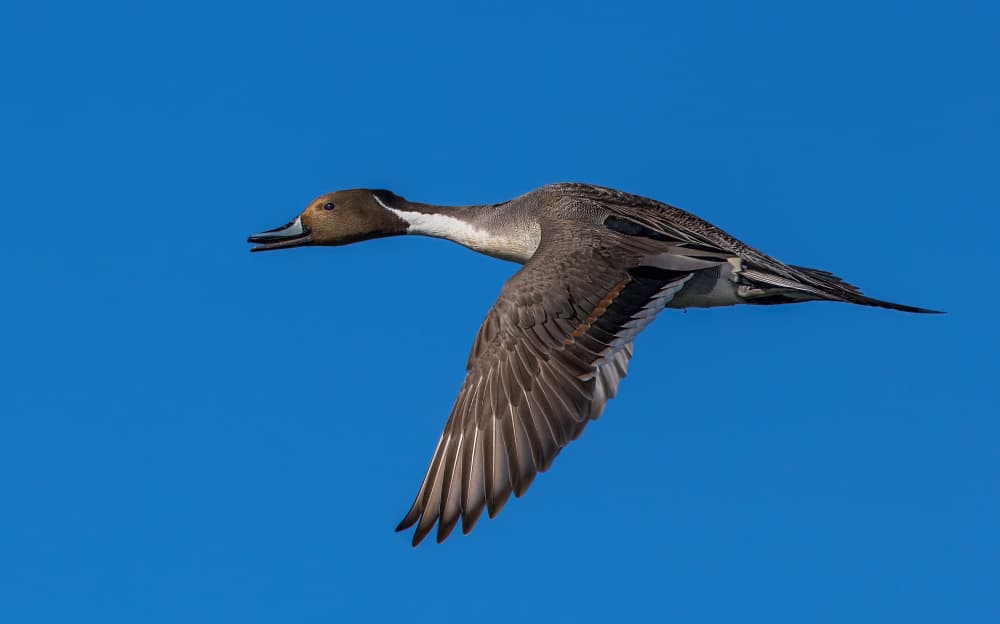 Pintail Duck in Flight by verdon — canvas wall art