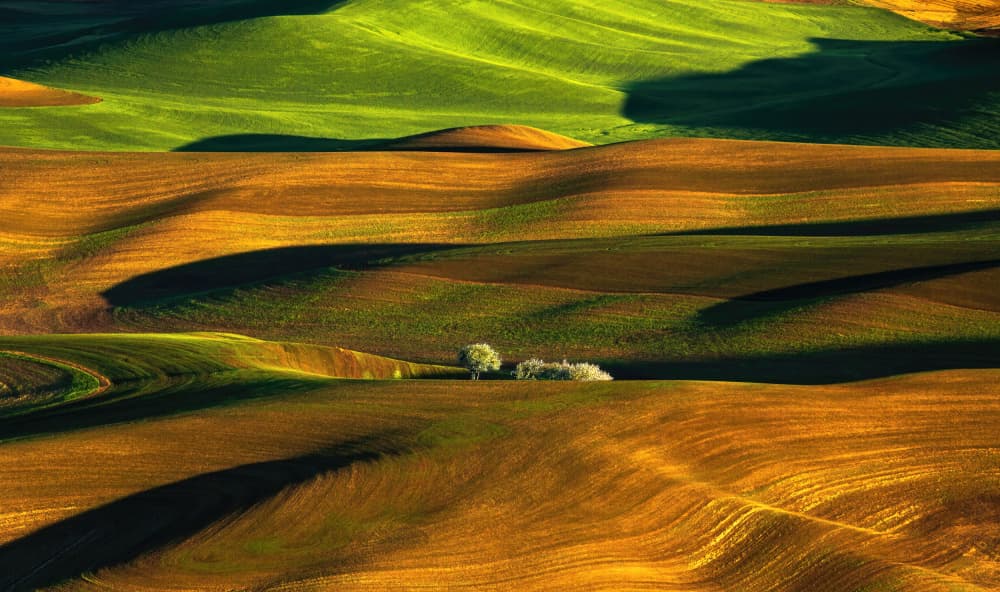 Golden Green Rolling Fields by Jie Jin — canvas wall art