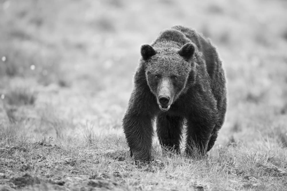 Powerful Bear Approach by Marco Pozzi — canvas wall art
