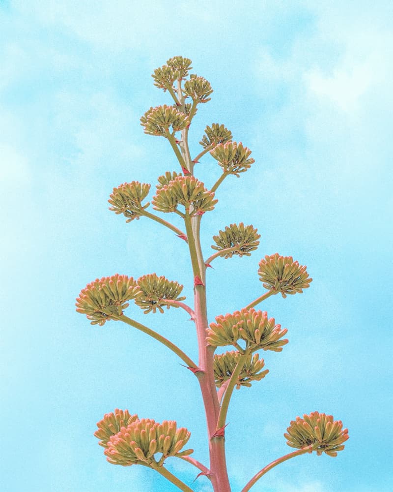 Agave Cactus Century Plant Flower Stalk Bloom by Tom Windeknecht — canvas wall art