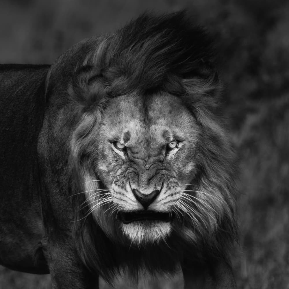 Fierce Lion Gaze by Mohammed Alnaser — canvas wall art