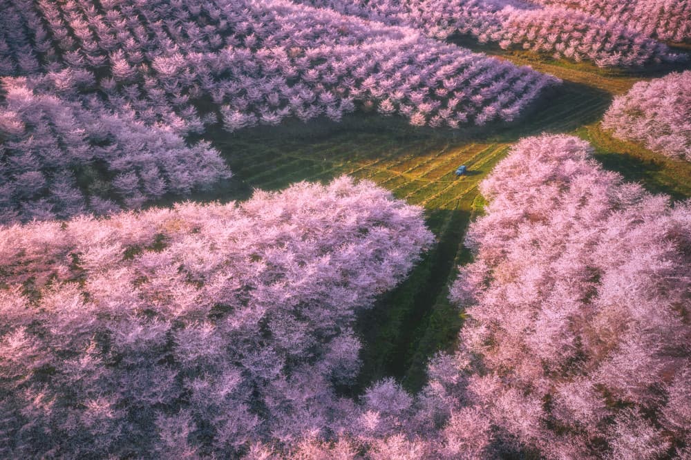 Pink Blossom Orchard Path by TIANQI — canvas wall art