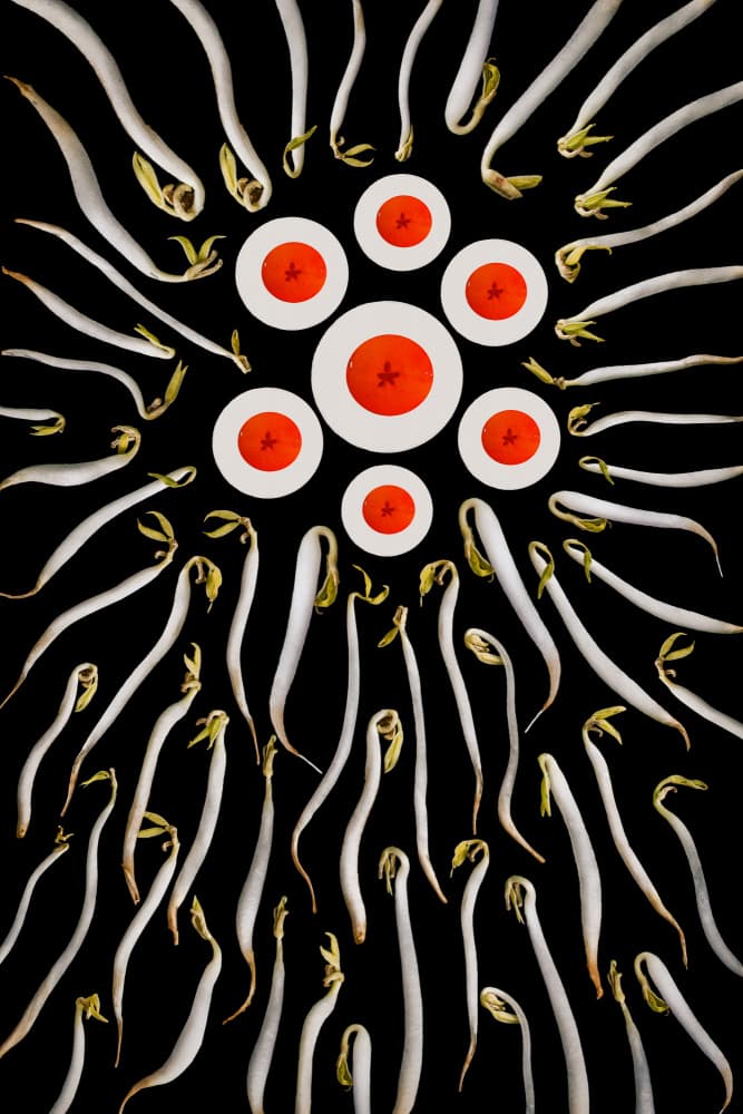 Vibrant Bean Sprouts by Andi Halil — canvas wall art