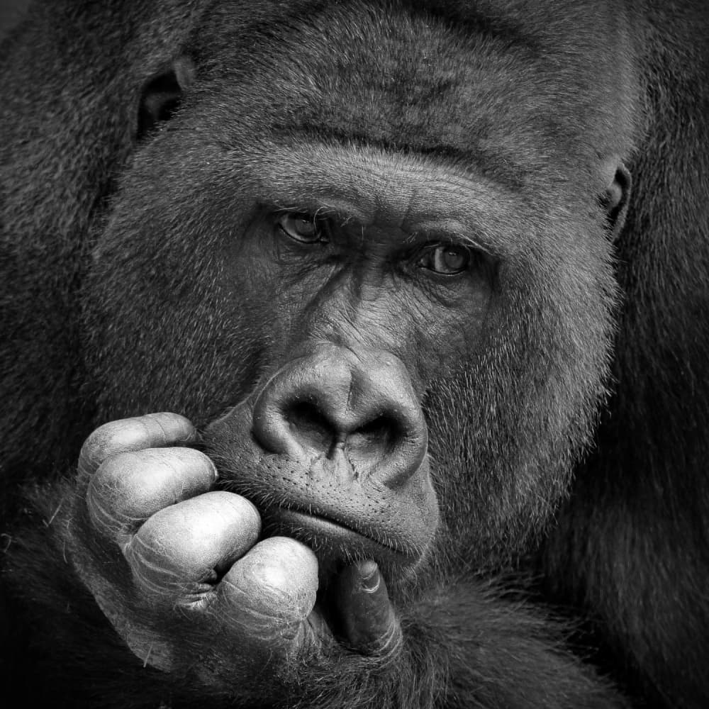 Pensive Gorilla Portrait by Antje Wenner-Braun — canvas wall art