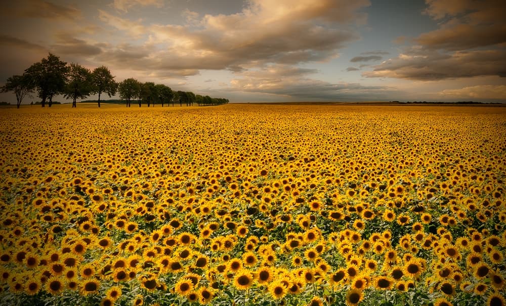 Golden Sunflower Field by Piotr Krol (Bax) — canvas wall art