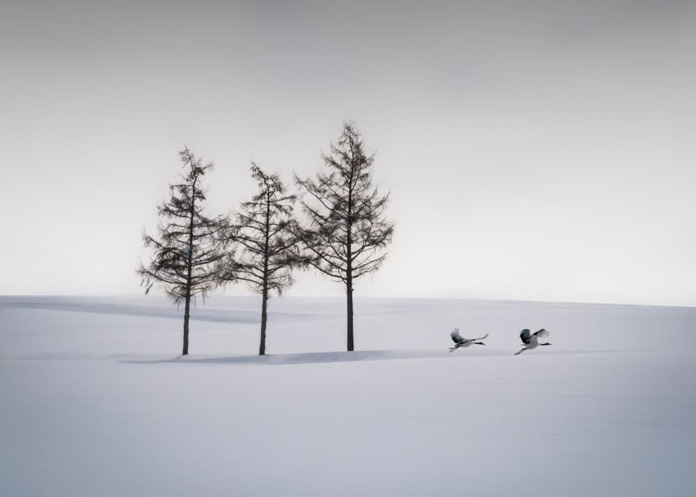 Graceful Cranes Winter Scene by Dawn X W — canvas wall art