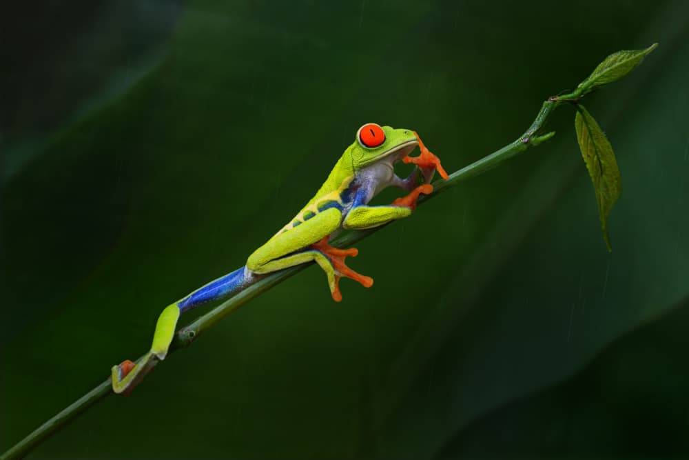 Red-Eyed Tree Frog by Qing Zhao — canvas wall art