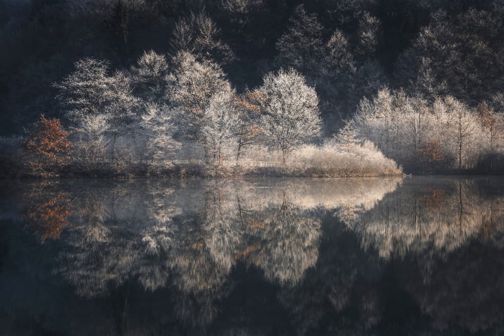 Frosted Forest Reflections by Kristjan Rems — canvas wall art