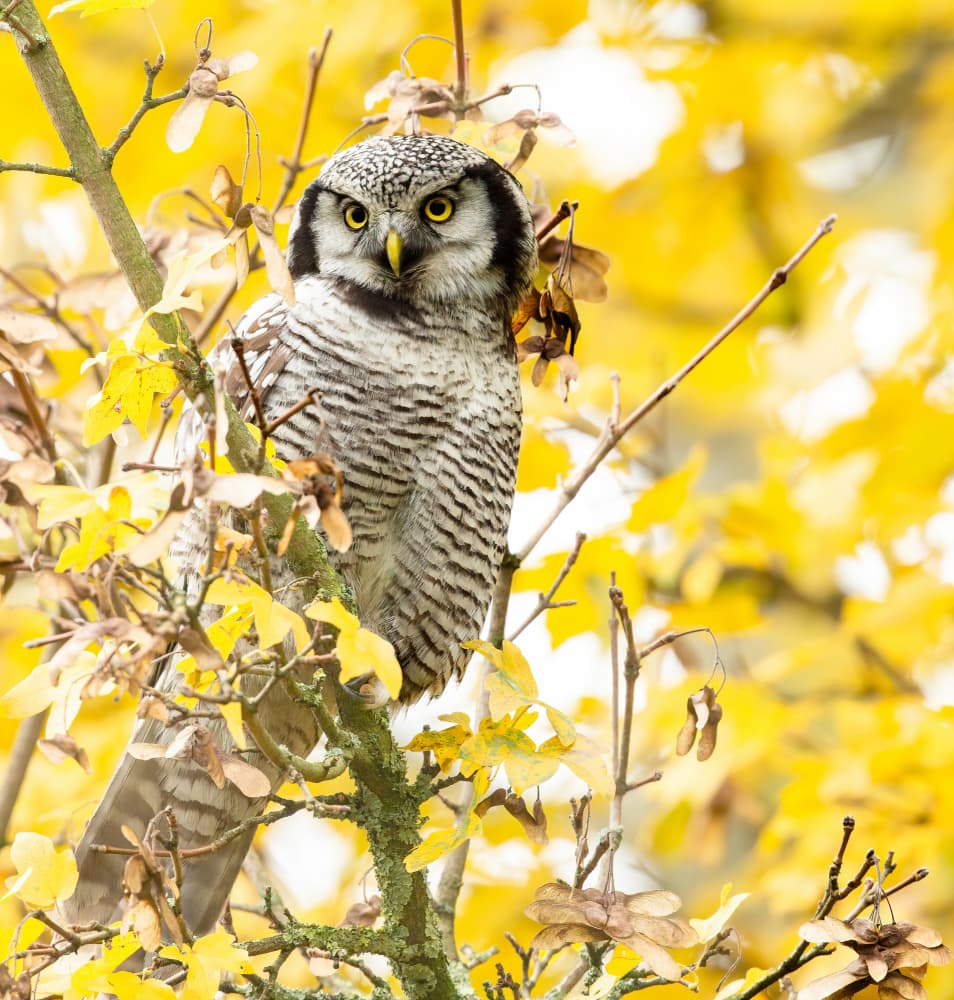 Owl in Yellow Autumn by Annie Keizer — canvas wall art