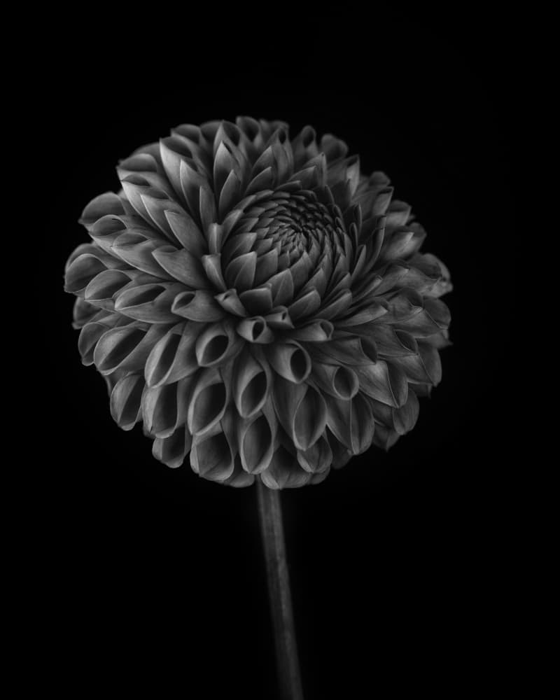 Monochrome Dahlia Blossom by Lotte Grønkjær — canvas wall art