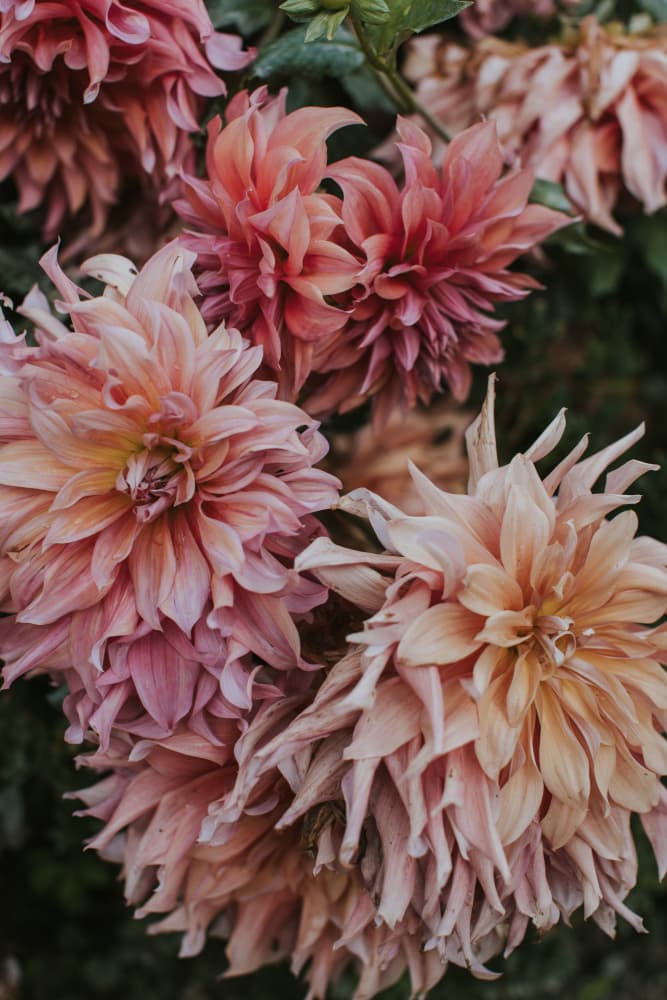 Lush Pink Dahlias by Claudia Casal — canvas wall art