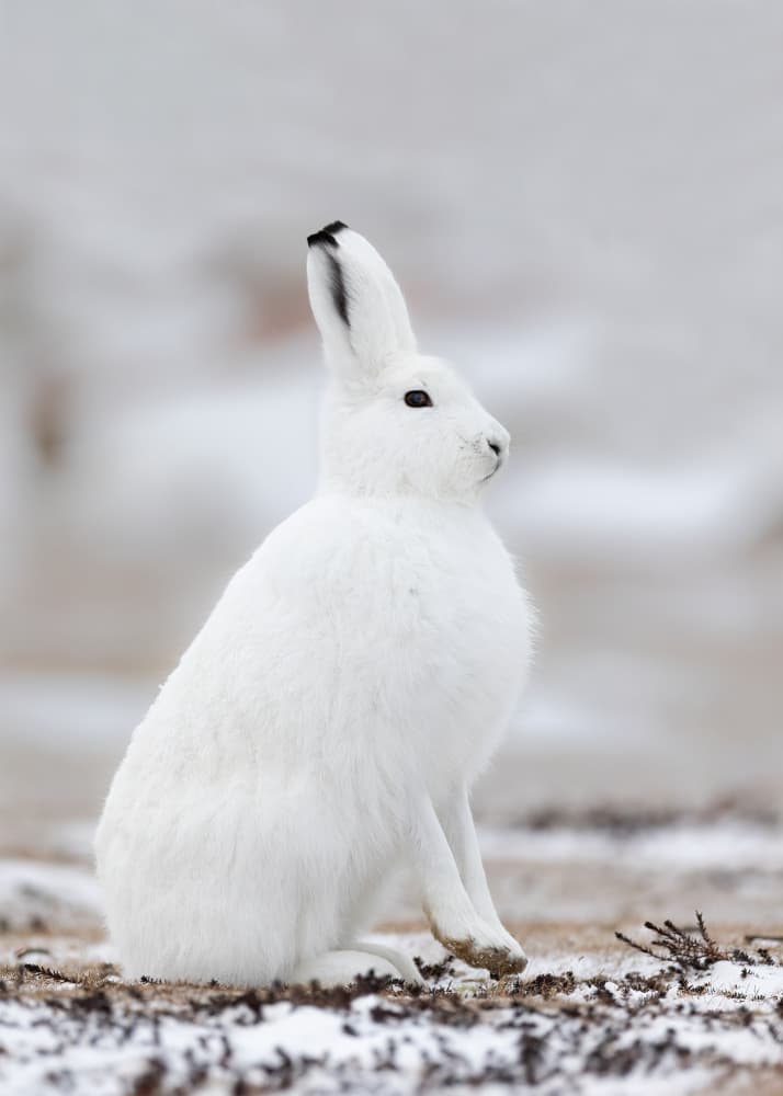 White Hare Winter Portrait by Bill Lu — canvas wall art