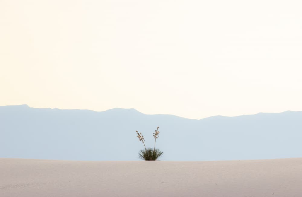 Minimal Desert Yucca Plant by Kayanti Kootz — canvas wall art