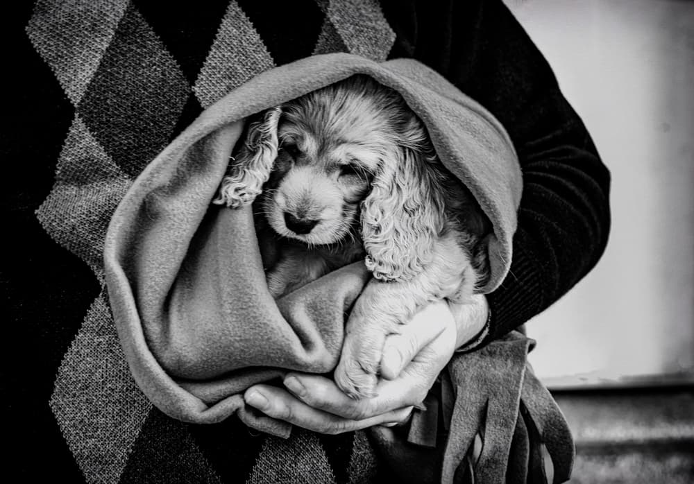 Gentle Puppy Embrace by Ömer Ates Kızıltug — canvas wall art