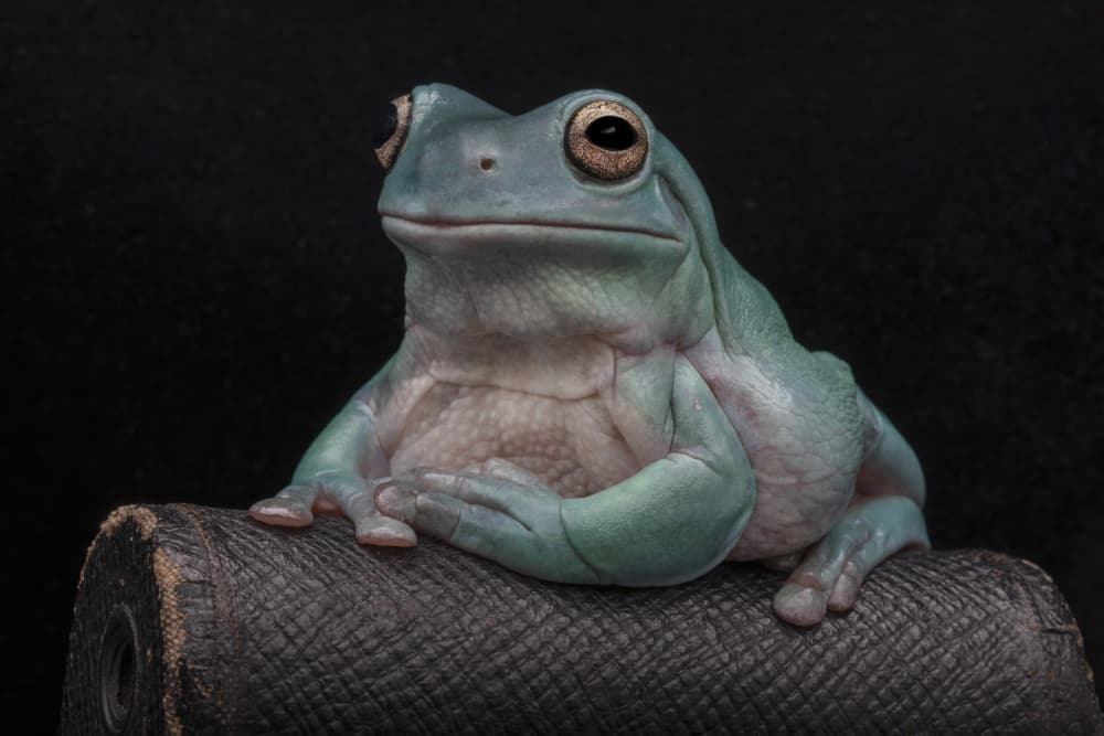 Thoughtful Tree Frog by Linda D Lester — canvas wall art