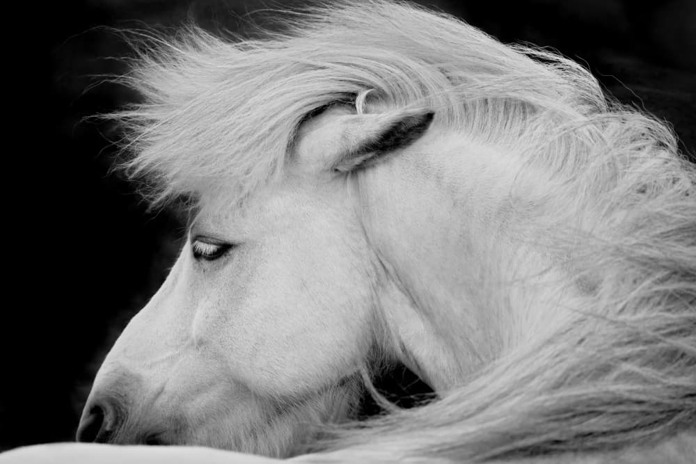 Serene White Horse by John Fan — canvas wall art