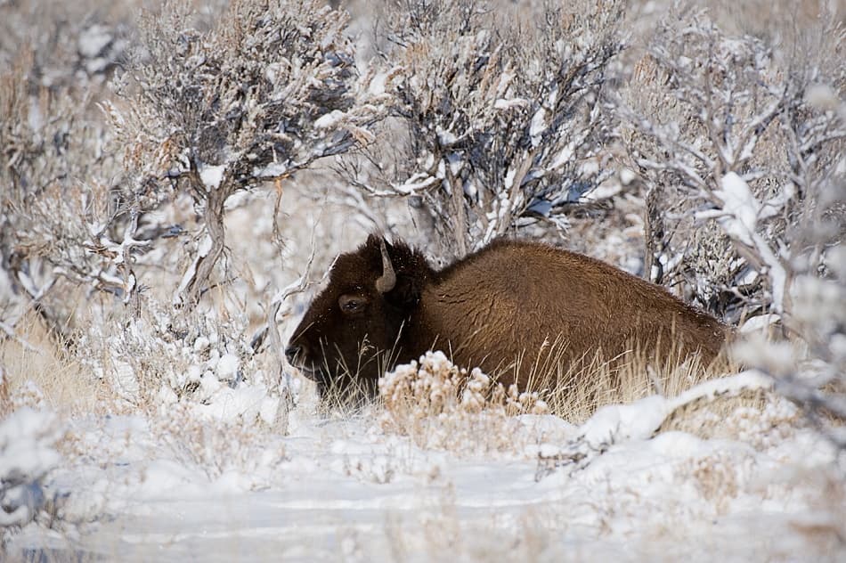 Bison in Winter Snow by Fabiola Forns — canvas wall art