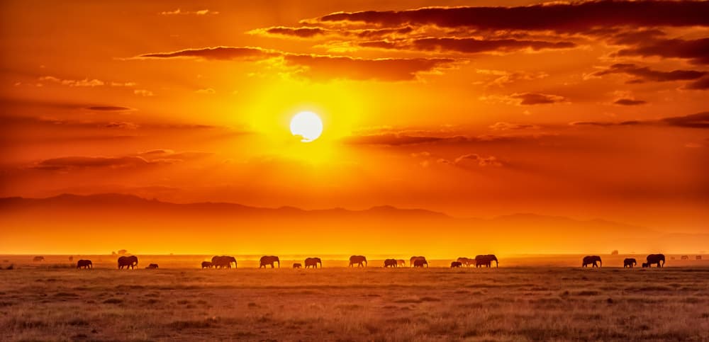 African Elephants Sunset by Jeffrey C. Sink — canvas wall art