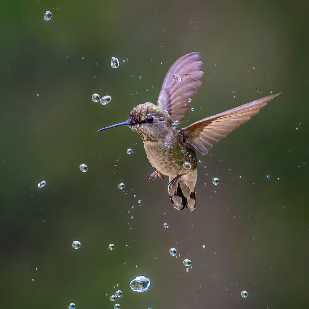 Hummingbird Splash by Ning Lin — canvas wall art