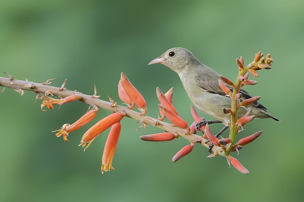 Sunbird On Aloe Bloom by Rahul Wedpathak — canvas wall art