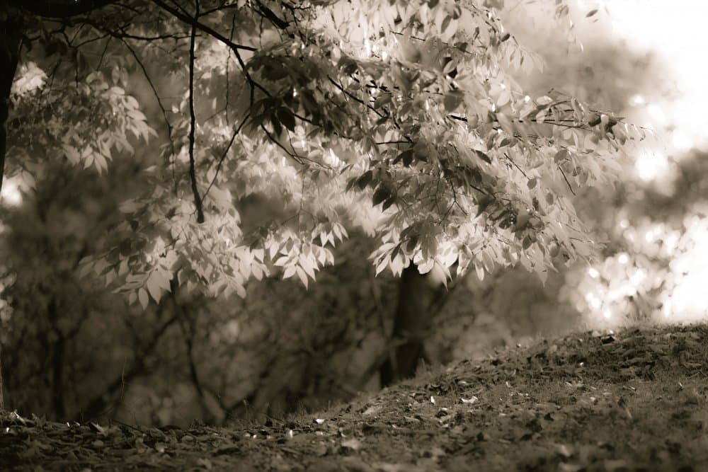 Ethereal Forest Glow by YoungIl Kim — canvas wall art