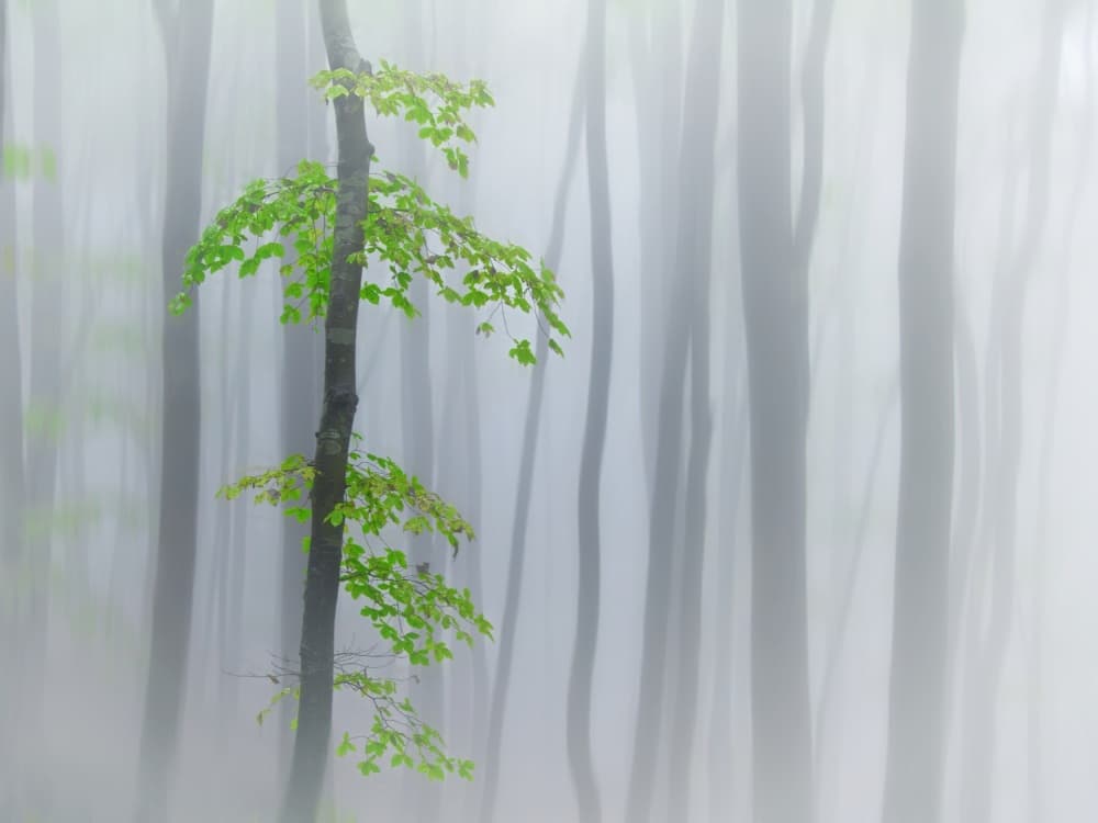Misty Forest Green by Michel Manzoni — canvas wall art