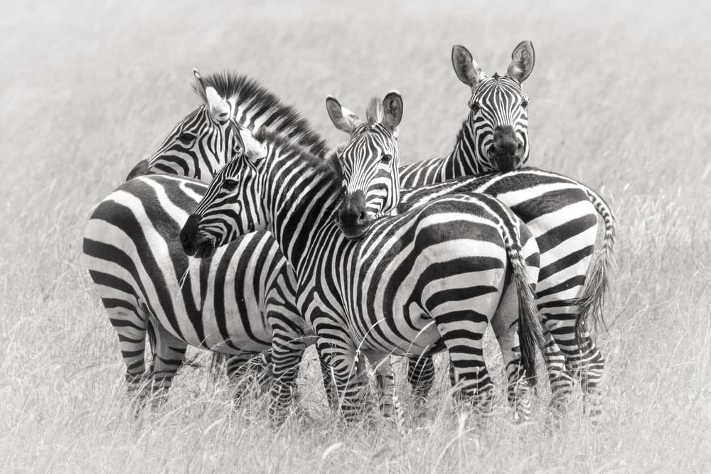 Wild Zebra Herd