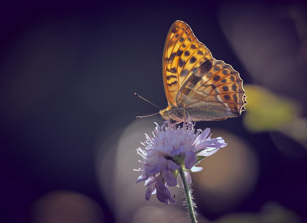 Glowing Butterfly on Flower by Stuart Williams — canvas wall art