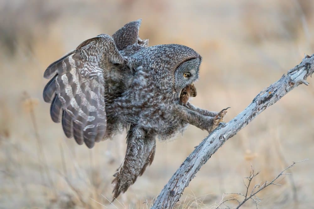 Great Gray Owl's Catch by Richard Liu — canvas wall art