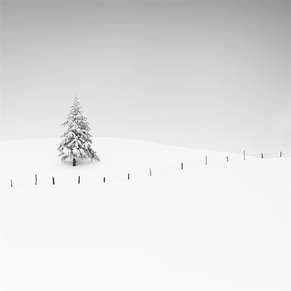 Solitary Winter Tree by Alexej Schulz — canvas wall art