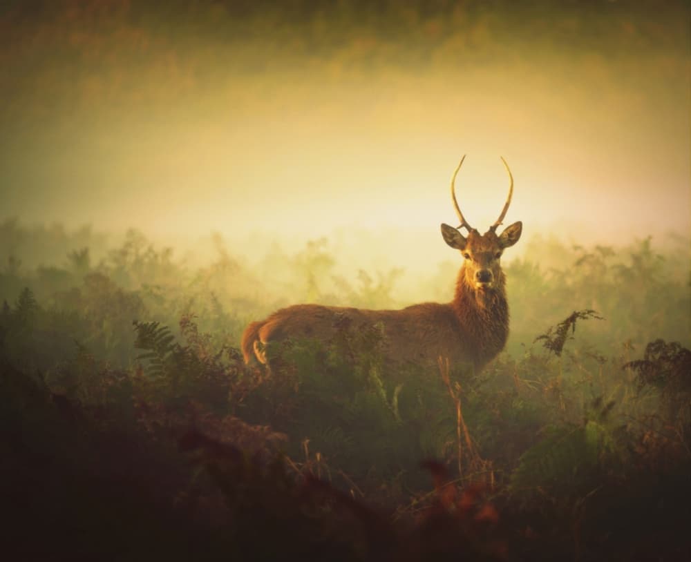 Golden Light Deer by Robert Fabrowski — canvas wall art