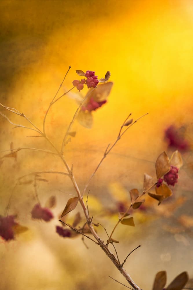 Autumn Berries Soft Glow by Xiang yang Cui — canvas wall art