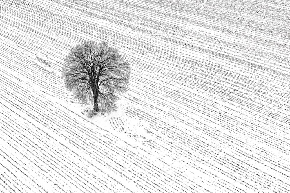 Solitary Winter Tree by Lucie Gagnon — canvas wall art