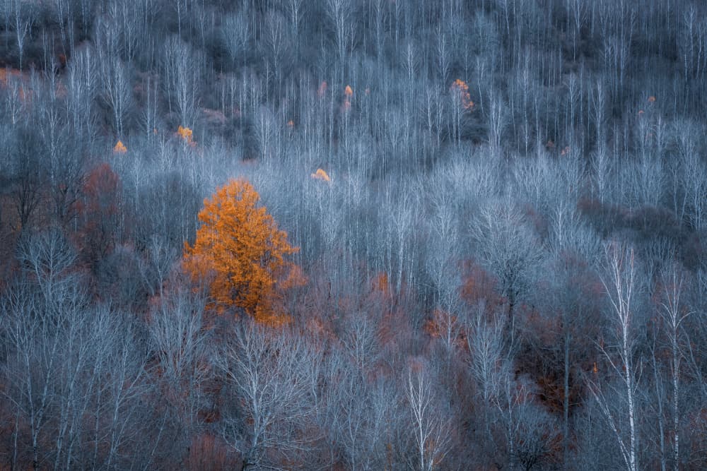 Lone Orange Tree by Eduard Andrica — canvas wall art
