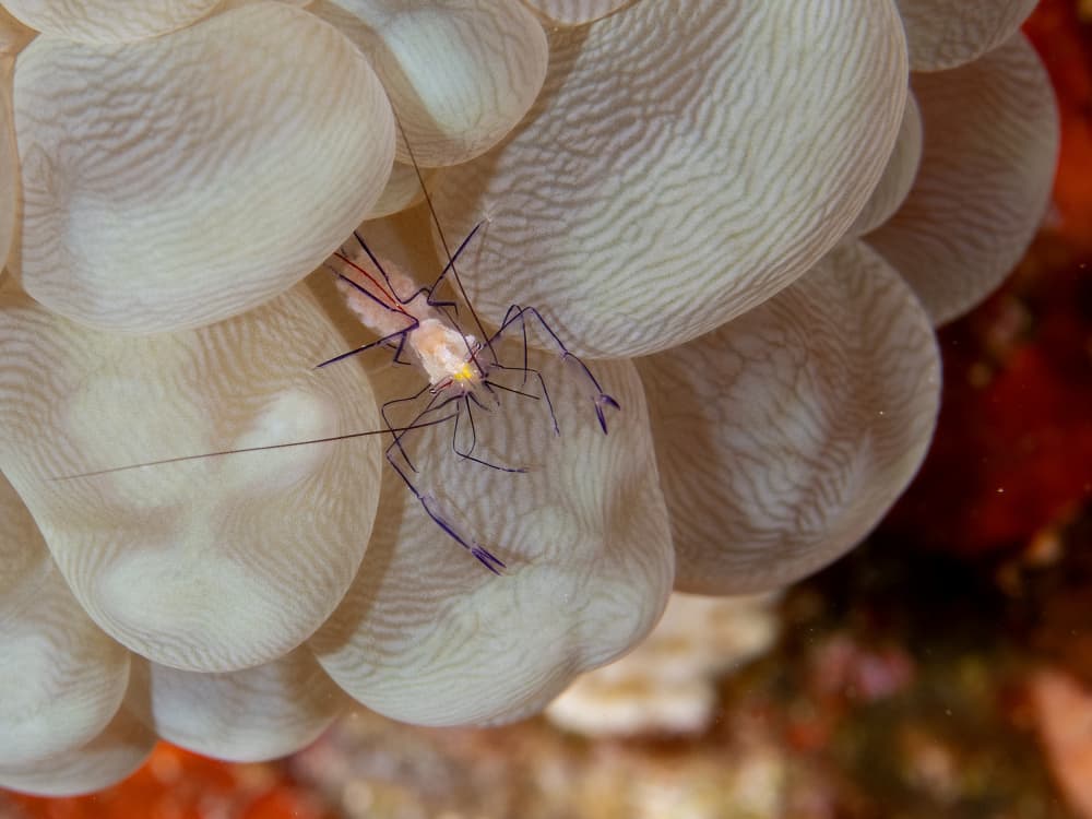 Ghost Shrimp on Bubble Coral by Ilan Ben Tov — canvas wall art
