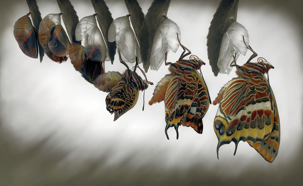 Butterfly Metamorphosis Stages by Jimmy Hoffman — canvas wall art