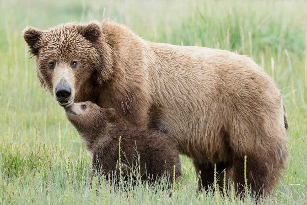 Grizzly Mother and Cub by Linda D Lester — canvas wall art